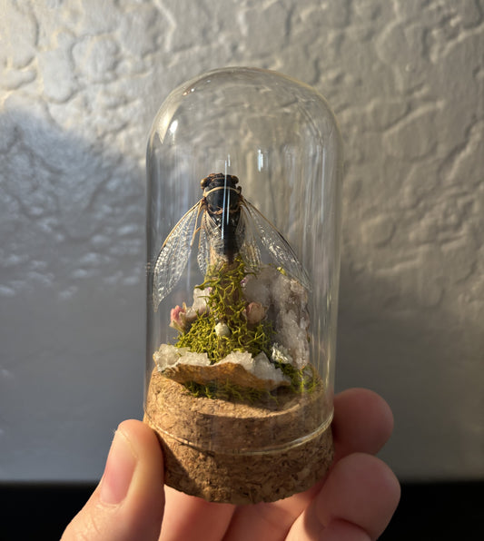 Preserved Cicada Display | Natural Moss, Dried Flowers & Clear Quartz Crystals