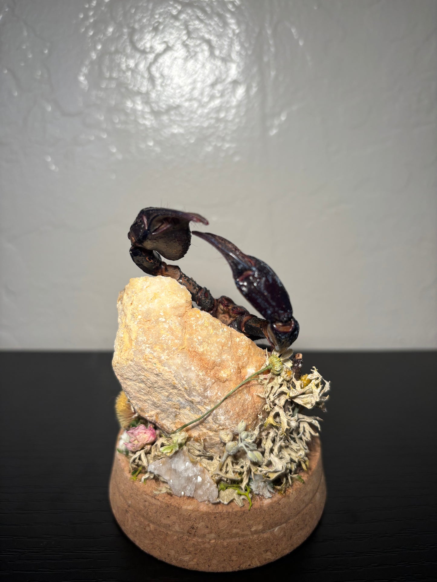 Emperor Scorpion Display | Preserved Scorpion on Clear Quartz Geode