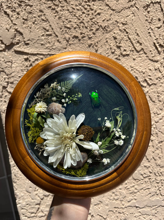 Jewel Beetle Display with Desert Rose Crystal