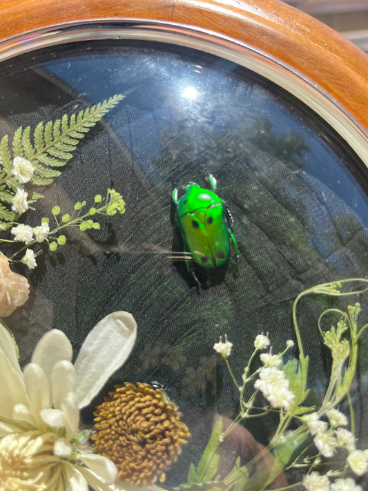 Jewel Beetle Display with Desert Rose Crystal