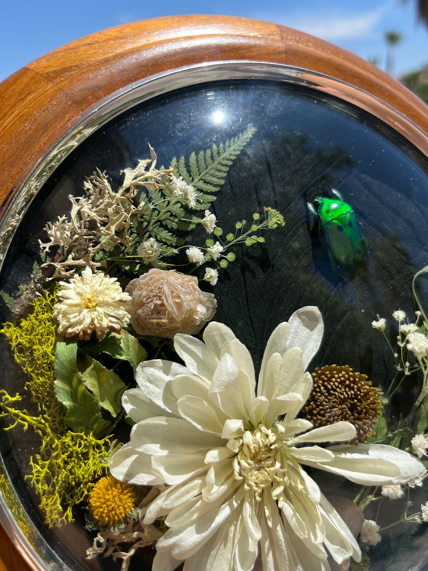 Jewel Beetle Display with Desert Rose Crystal
