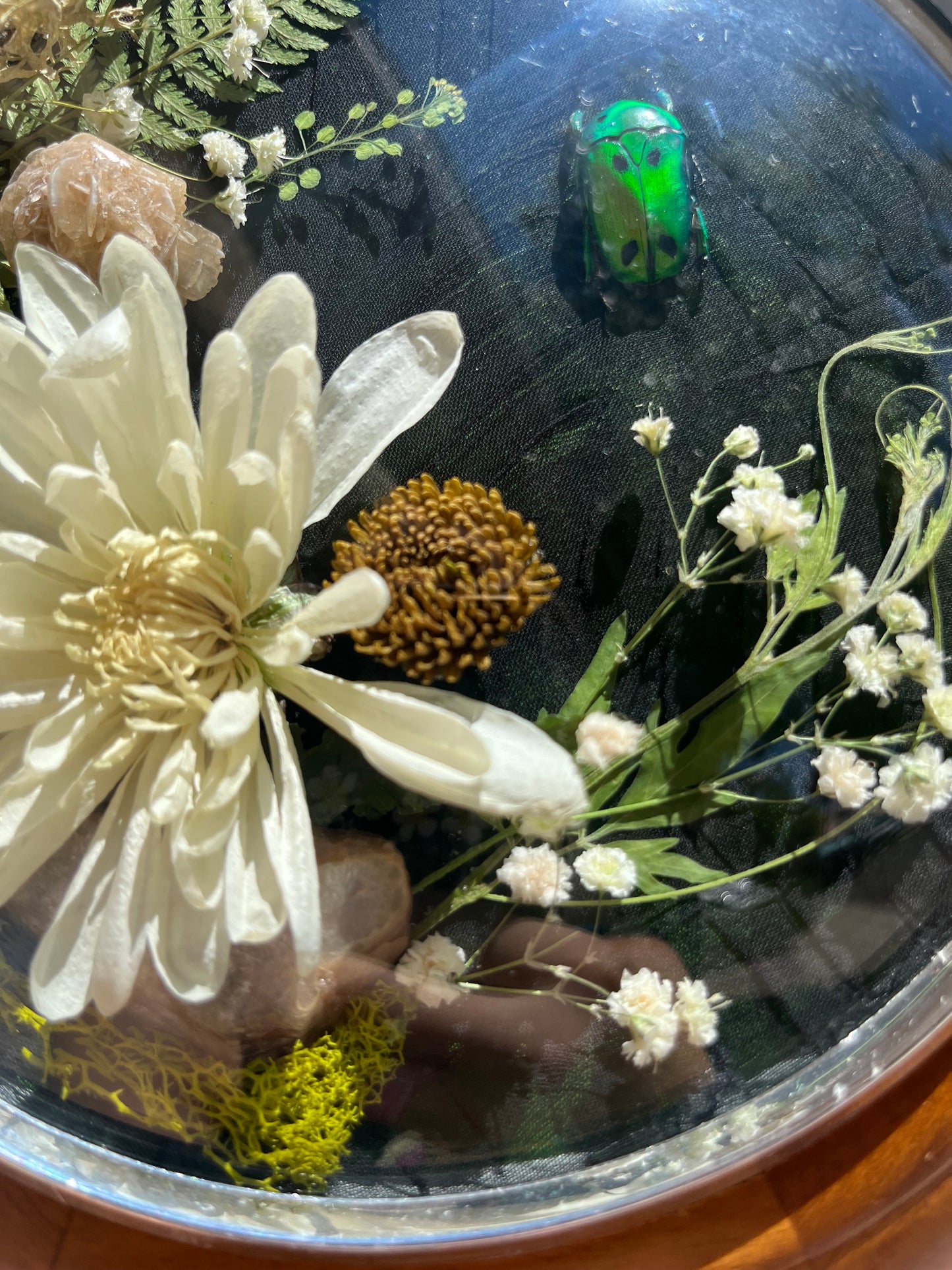 Jewel Beetle Display with Desert Rose Crystal