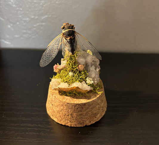 Preserved Cicada Display | Natural Moss, Dried Flowers & Clear Quartz Crystals