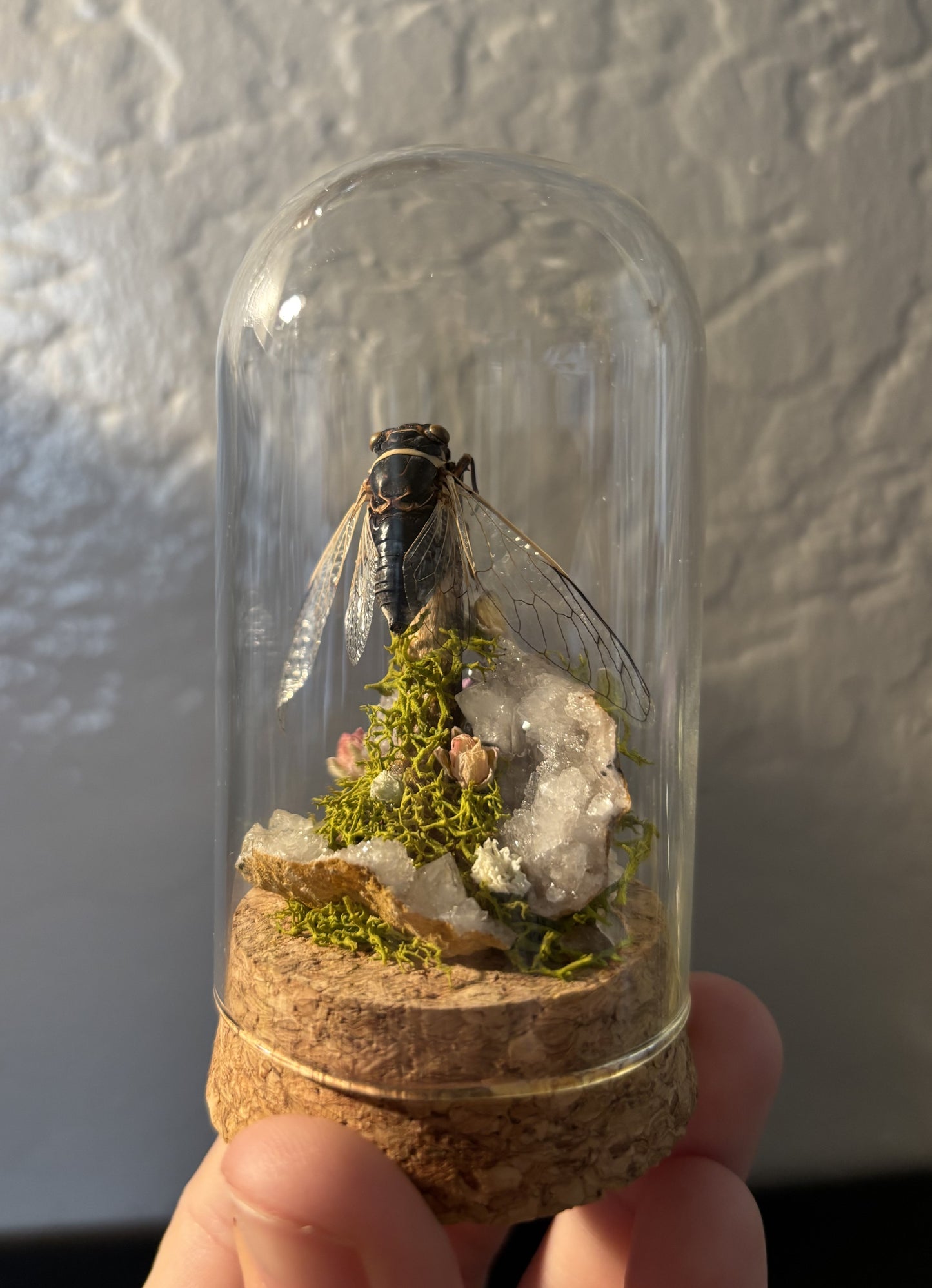 Preserved Cicada Display | Natural Moss, Dried Flowers & Clear Quartz Crystals