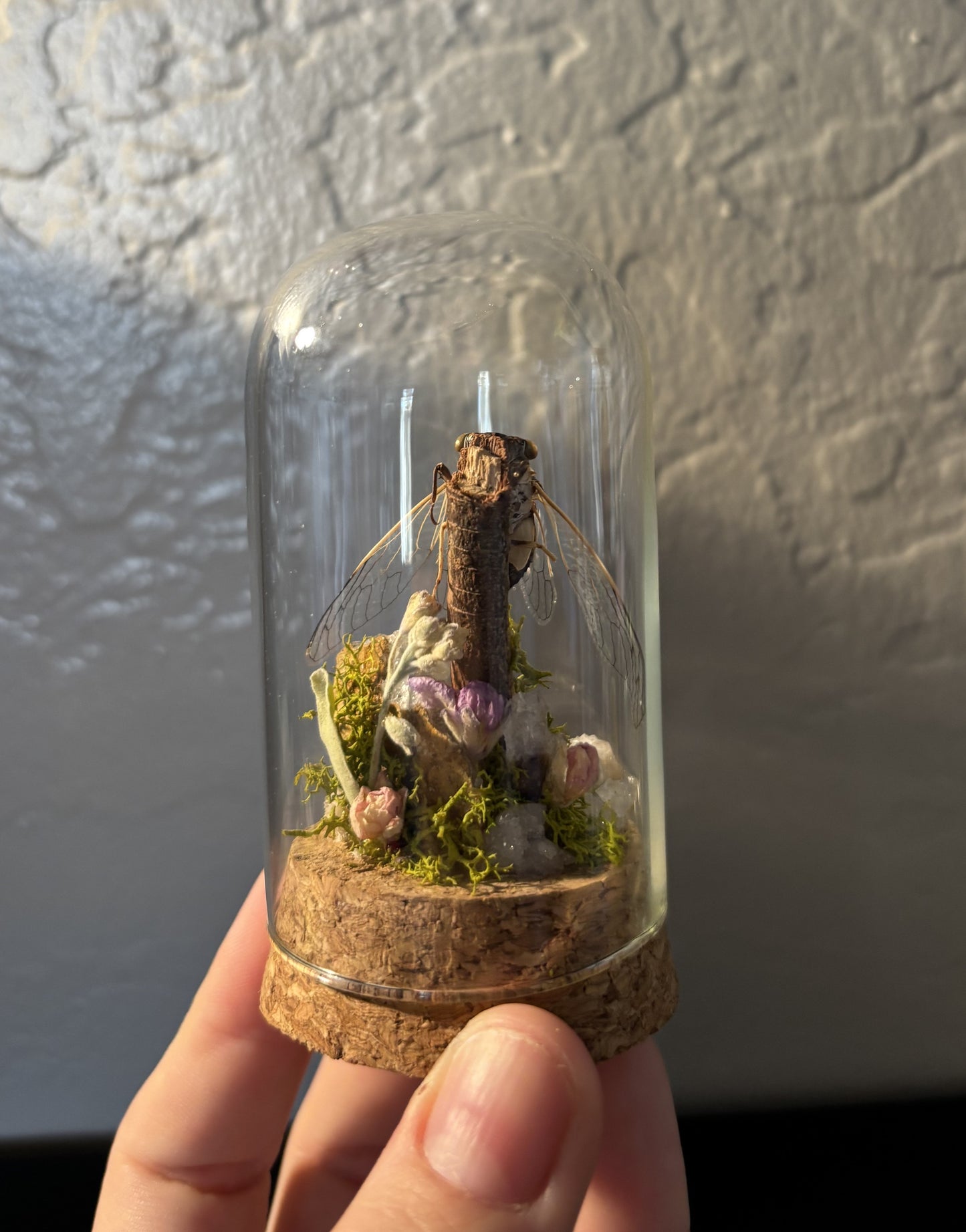 Preserved Cicada Display | Natural Moss, Dried Flowers & Clear Quartz Crystals