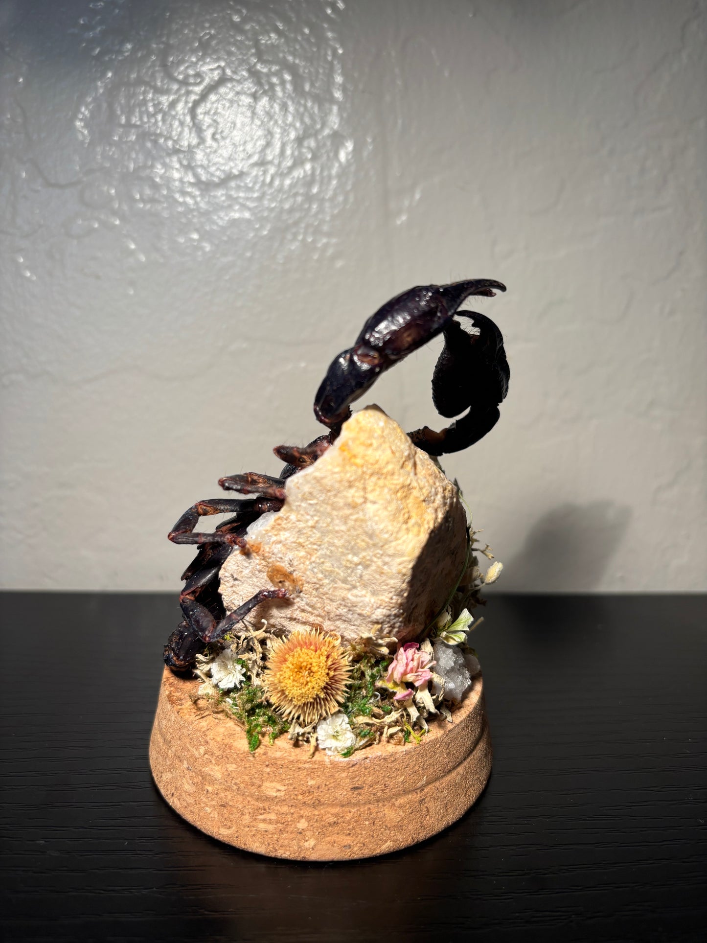 Emperor Scorpion Display | Preserved Scorpion on Clear Quartz Geode