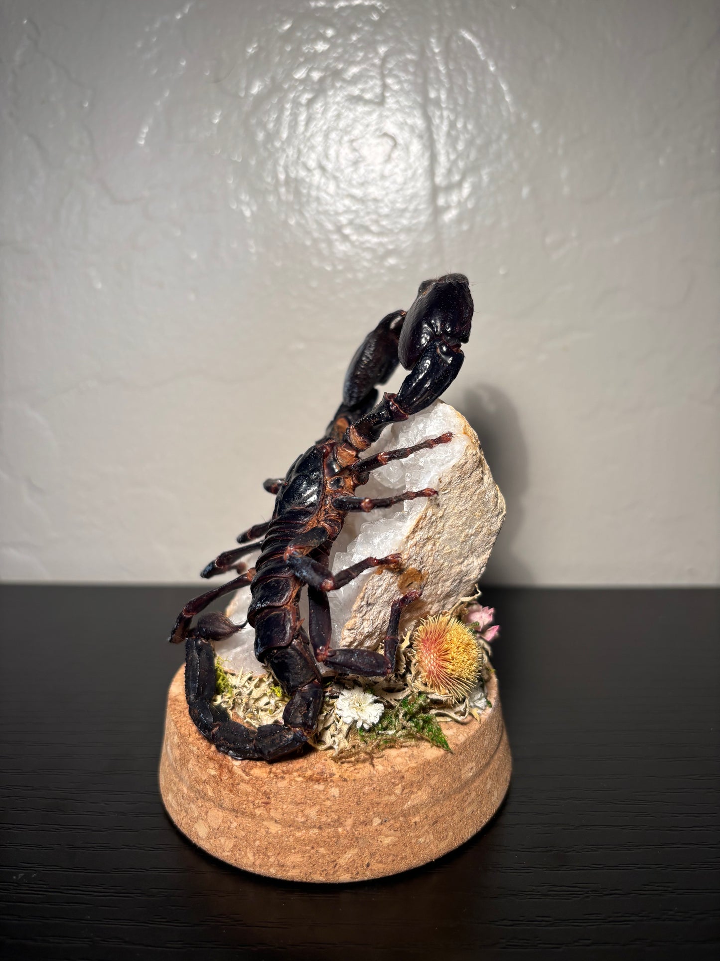 Emperor Scorpion Display | Preserved Scorpion on Clear Quartz Geode