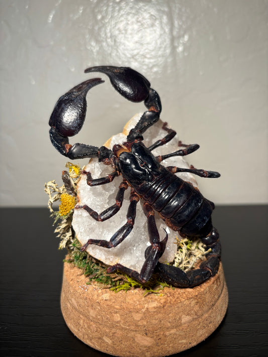 Emperor Scorpion Display | Preserved Scorpion on Clear Quartz Geode