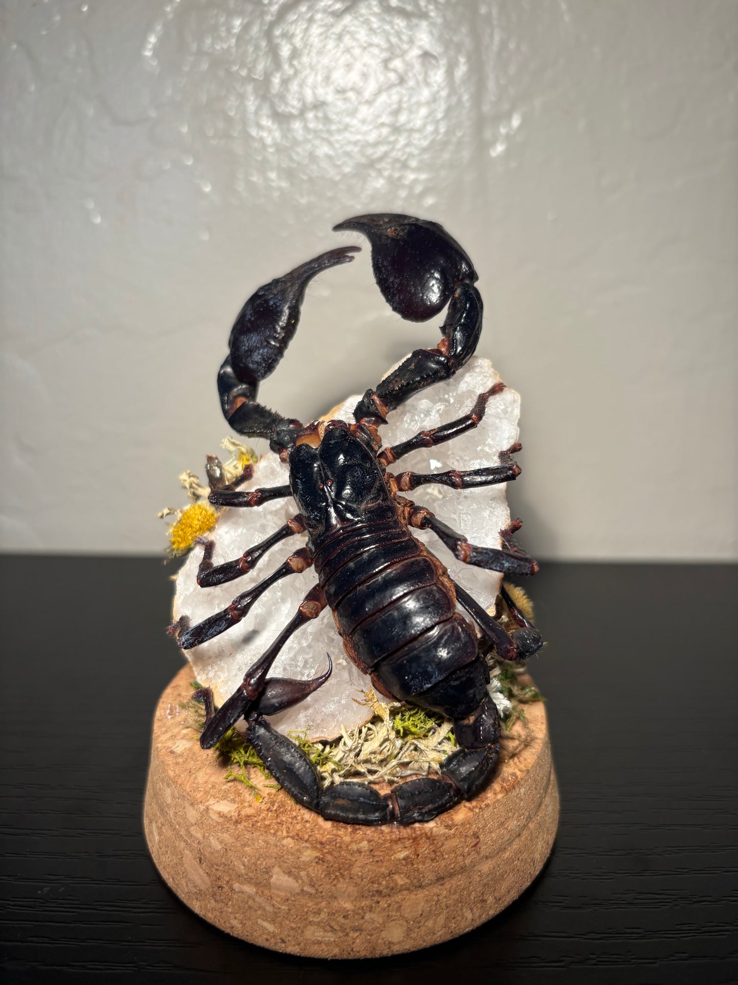 Emperor Scorpion Display | Preserved Scorpion on Clear Quartz Geode