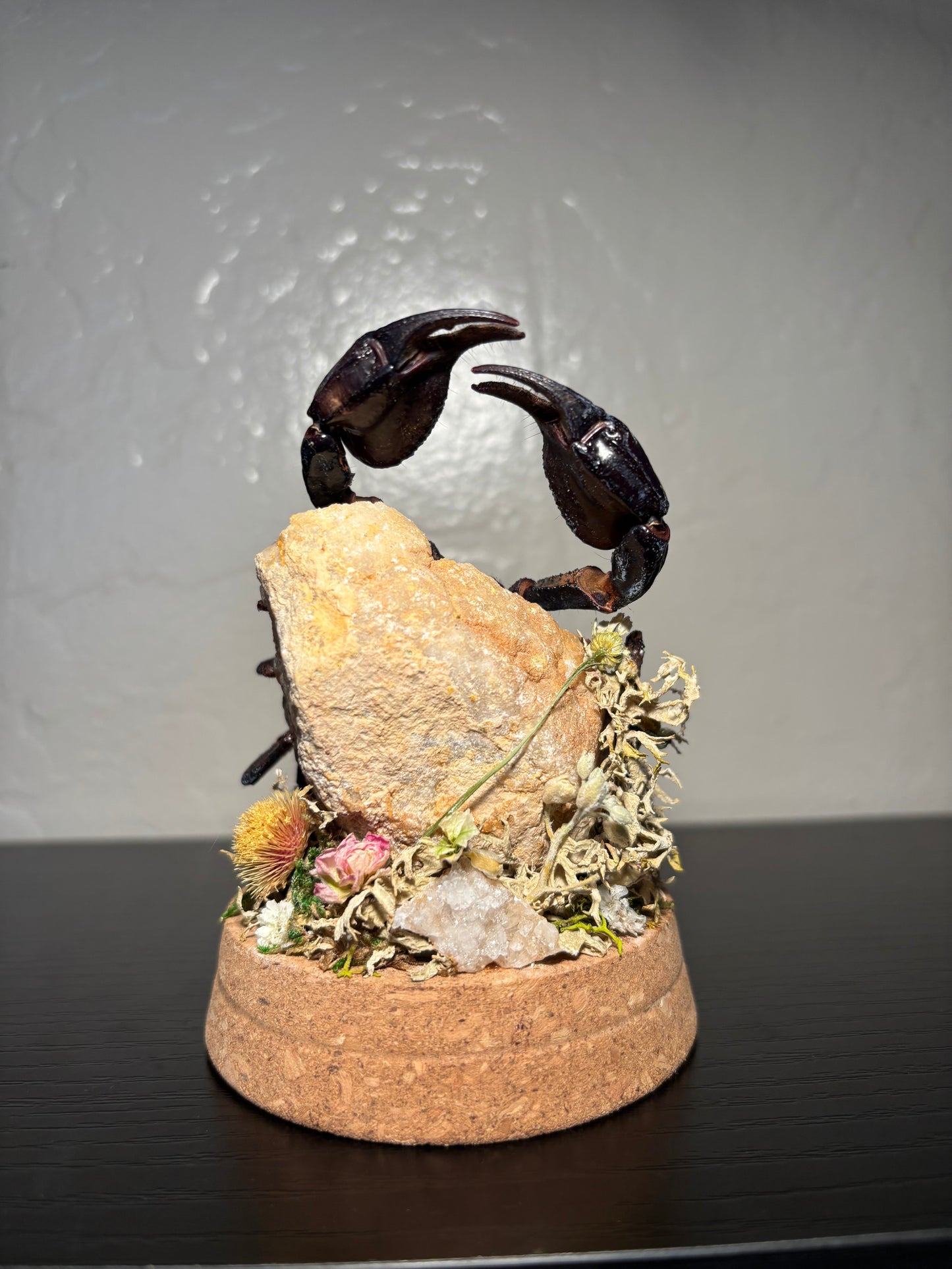 Emperor Scorpion Display | Preserved Scorpion on Clear Quartz Geode