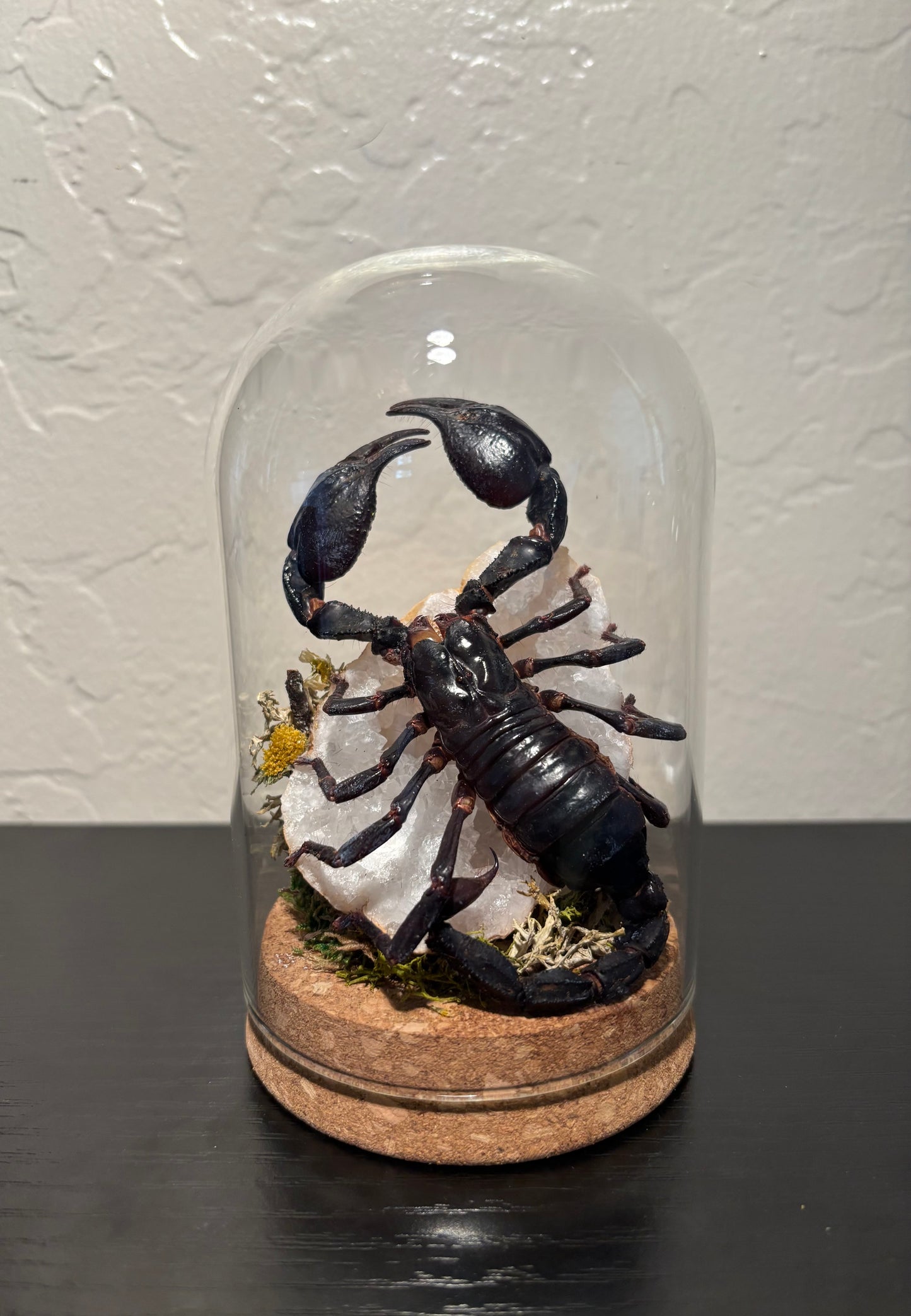Emperor Scorpion Display | Preserved Scorpion on Clear Quartz Geode